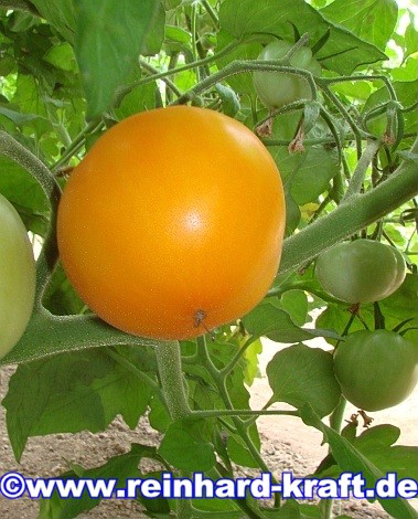 Belarus Orange