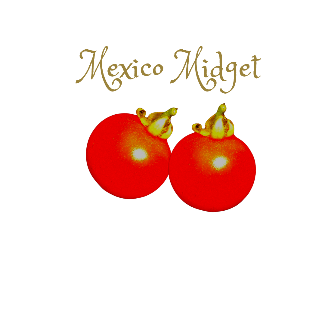 Mexico Midget