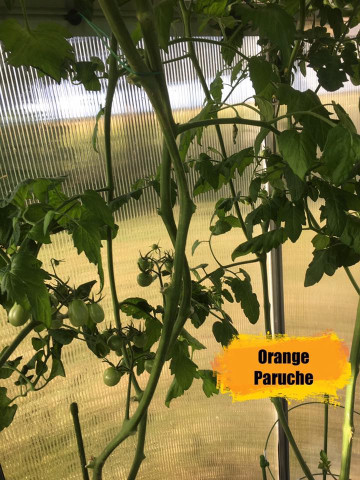 Orange Paruche