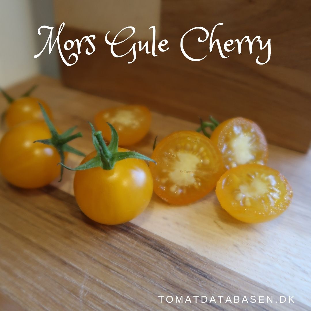 Mors gule cherry tomat