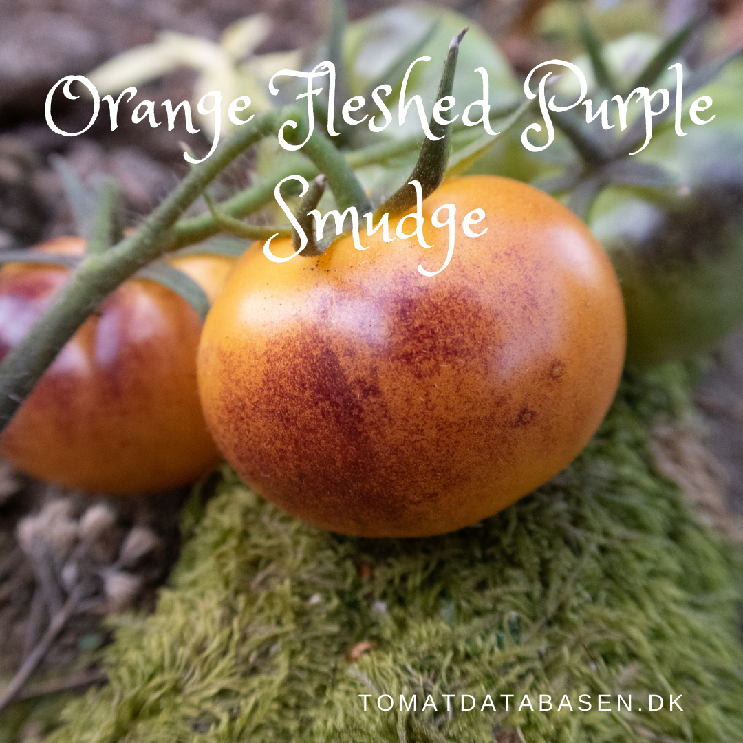 Orange Fleshed Purple Smudge