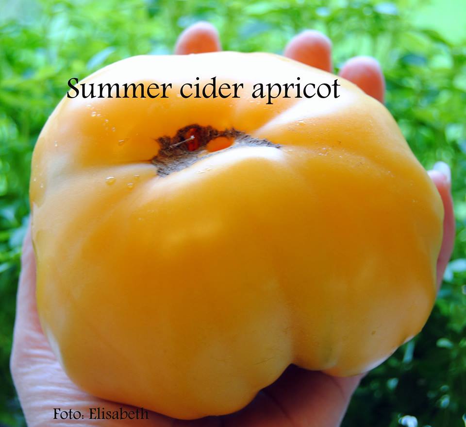 Summer Cider Apricot