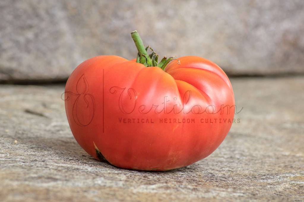 Pomidor malinowy ozarowski