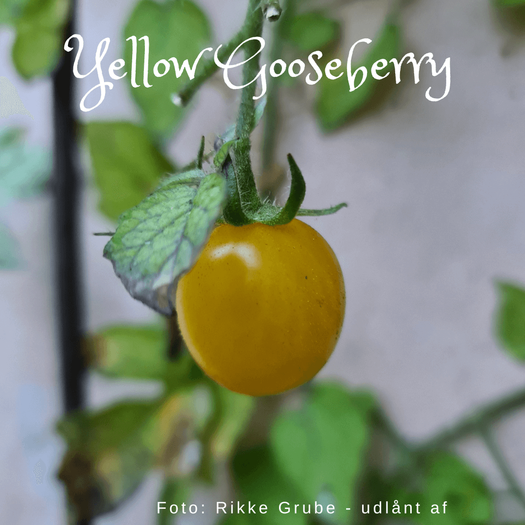 Yellow Gooseberry