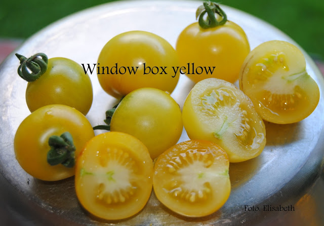 Window Box  Yellow