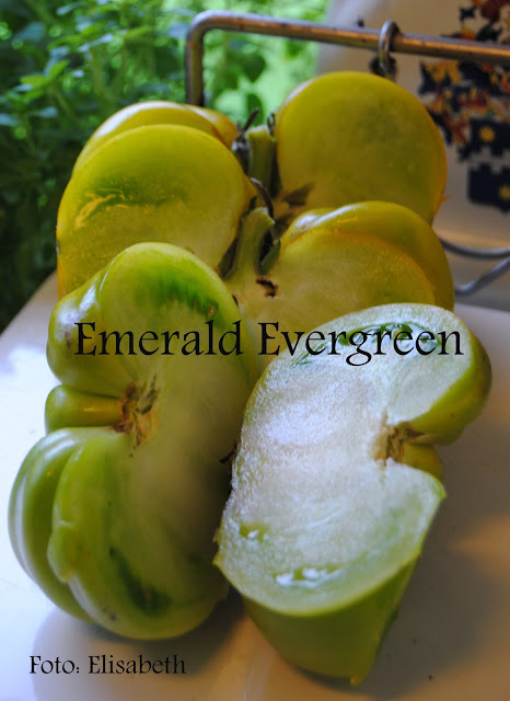 Emerald Evergreen