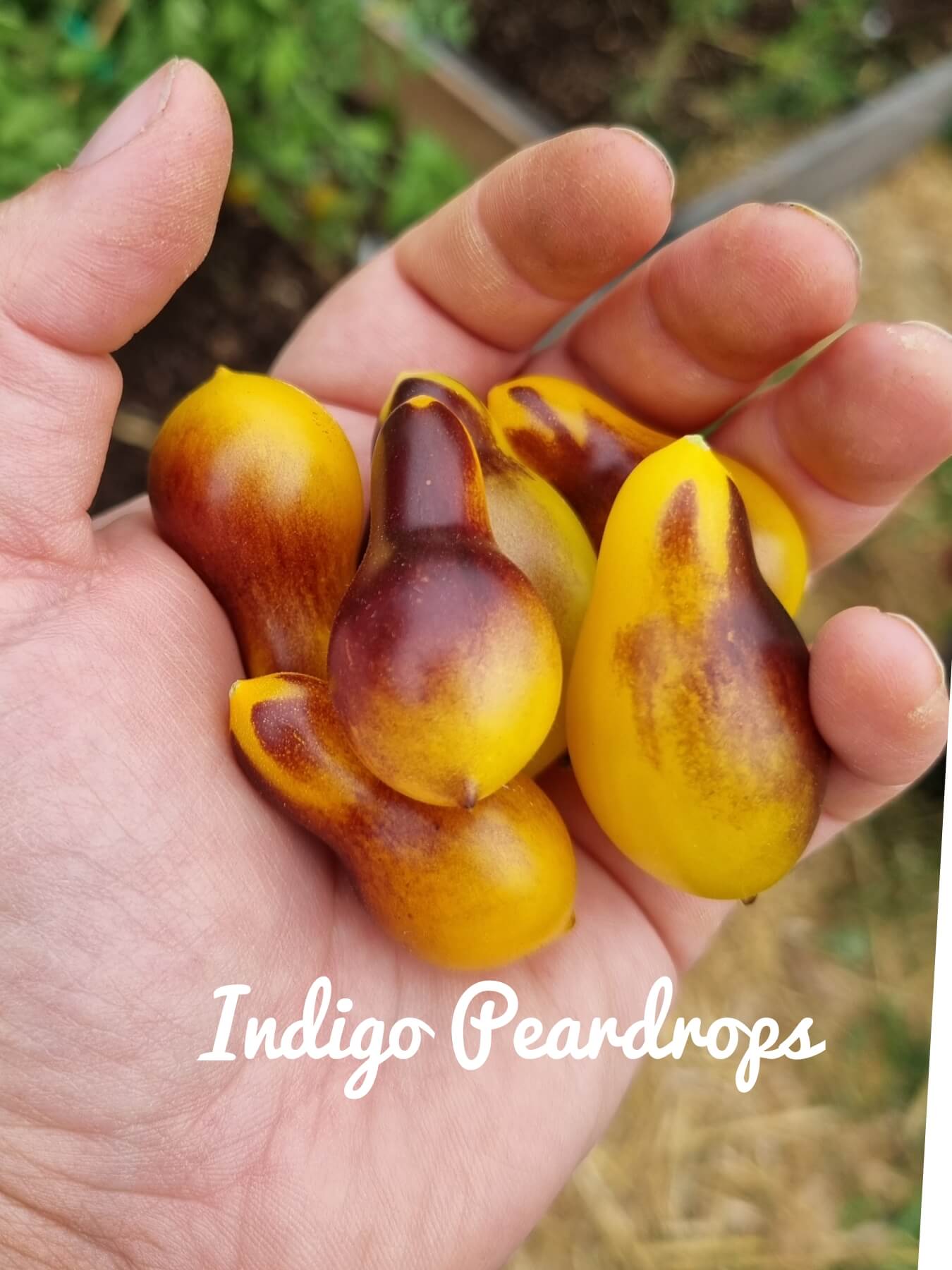 Indigo Pear Drops