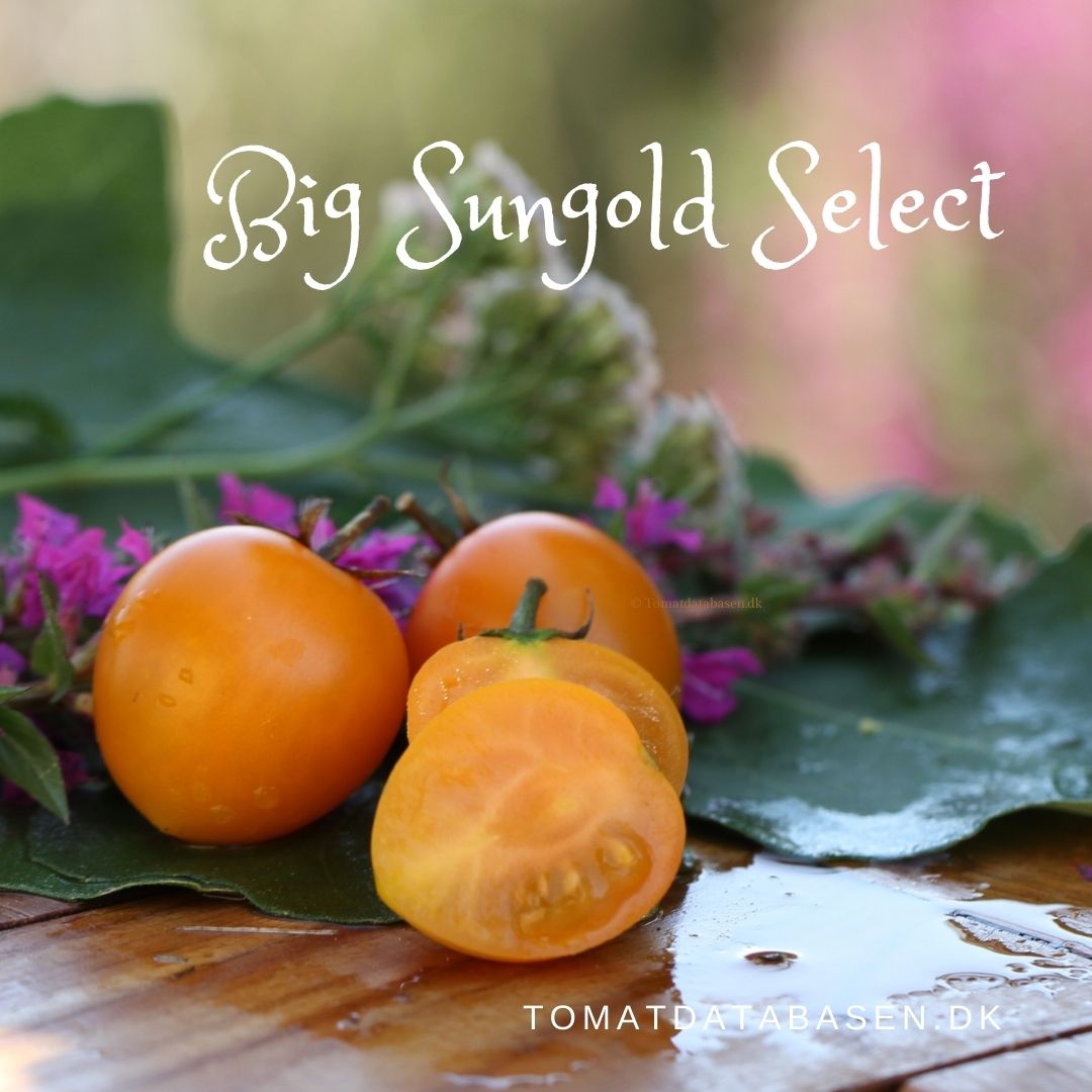 Big Sungold Select