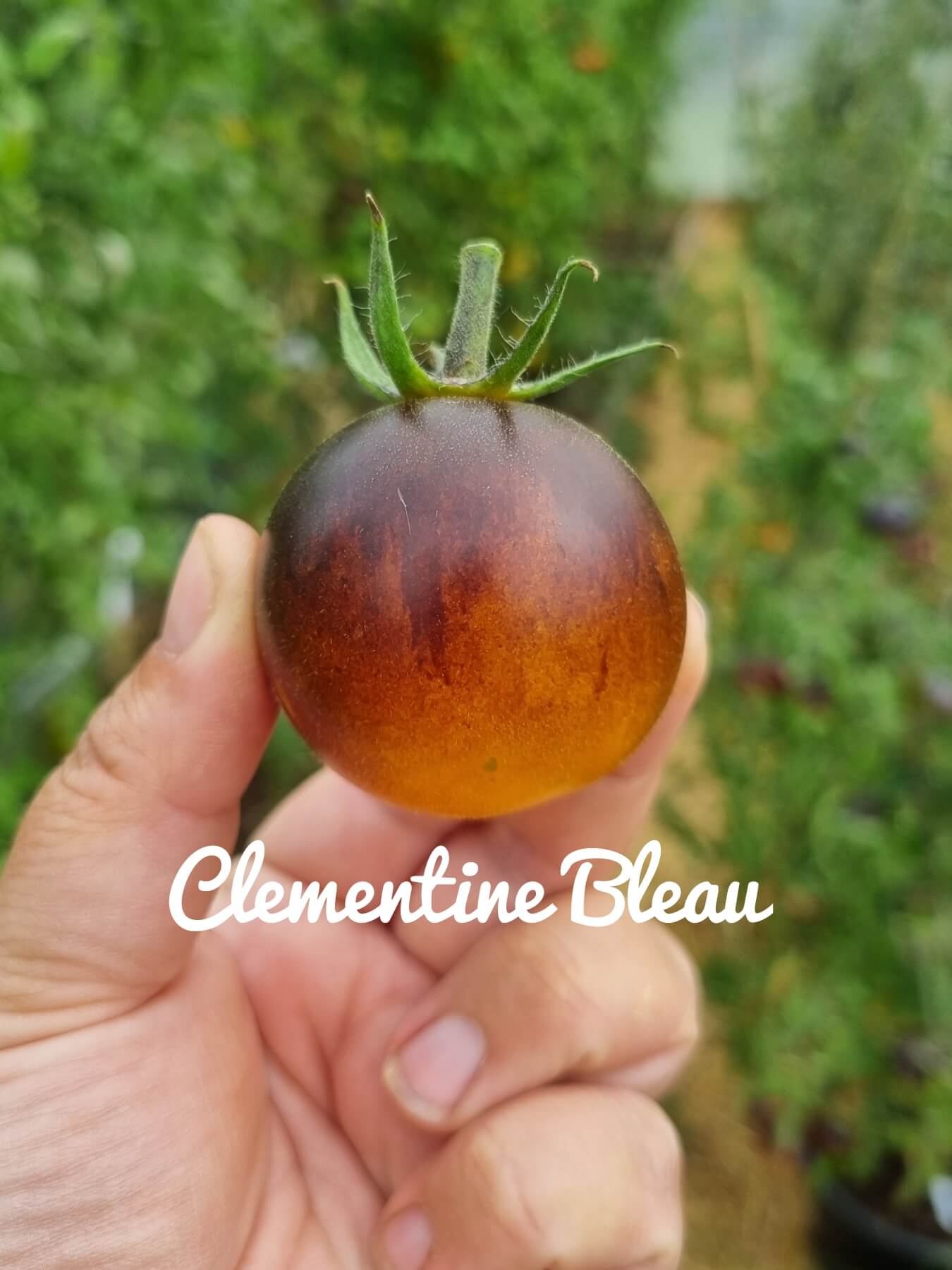 Clementine Bleue