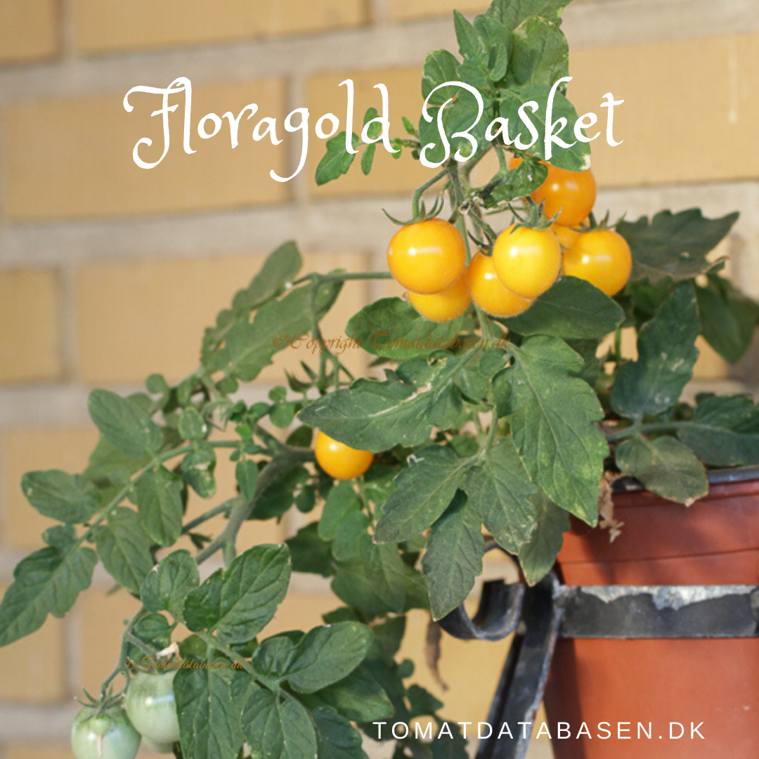 Floragold Basket