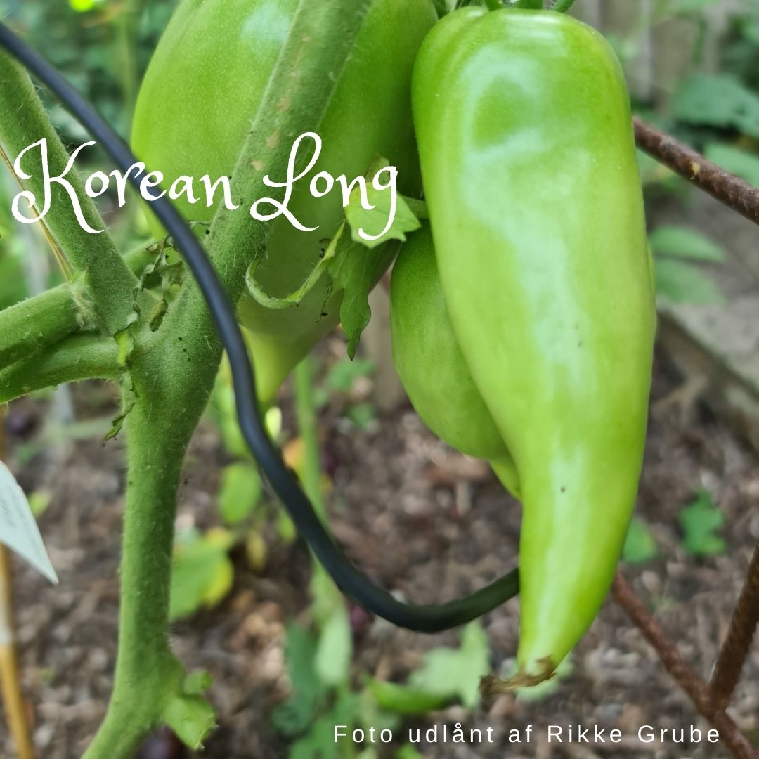 Korean Long