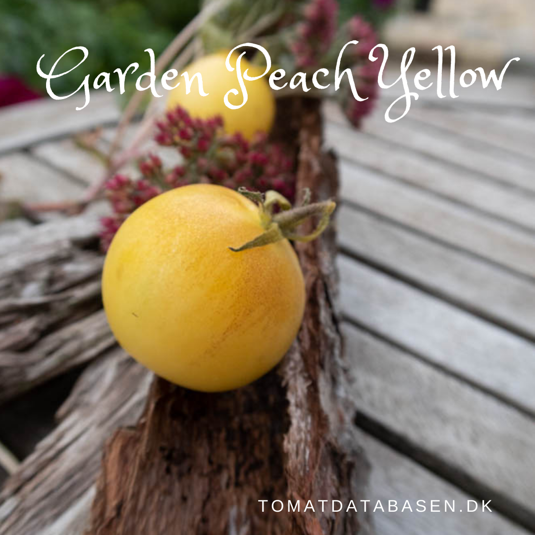 Garden Peach (Yellow)