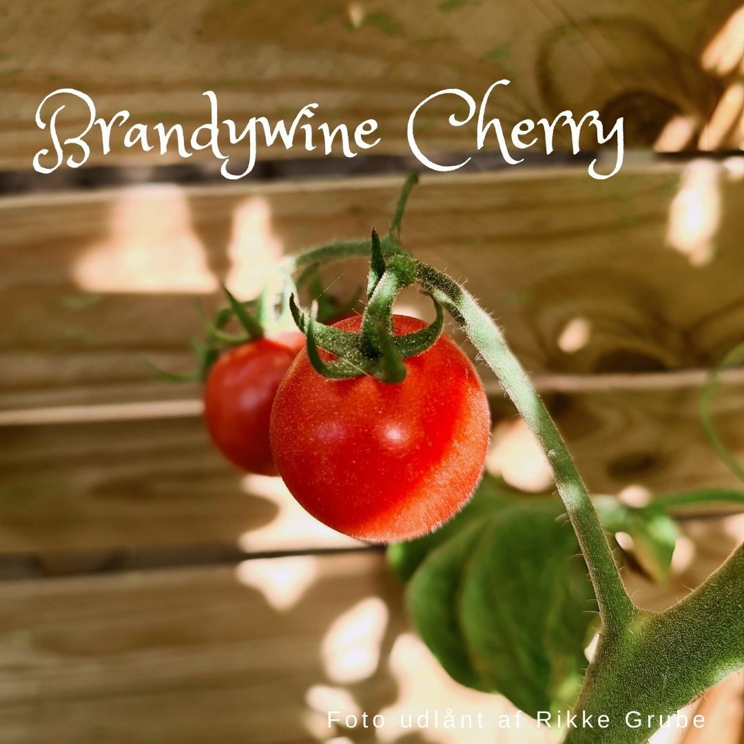 Brandywine Cherry