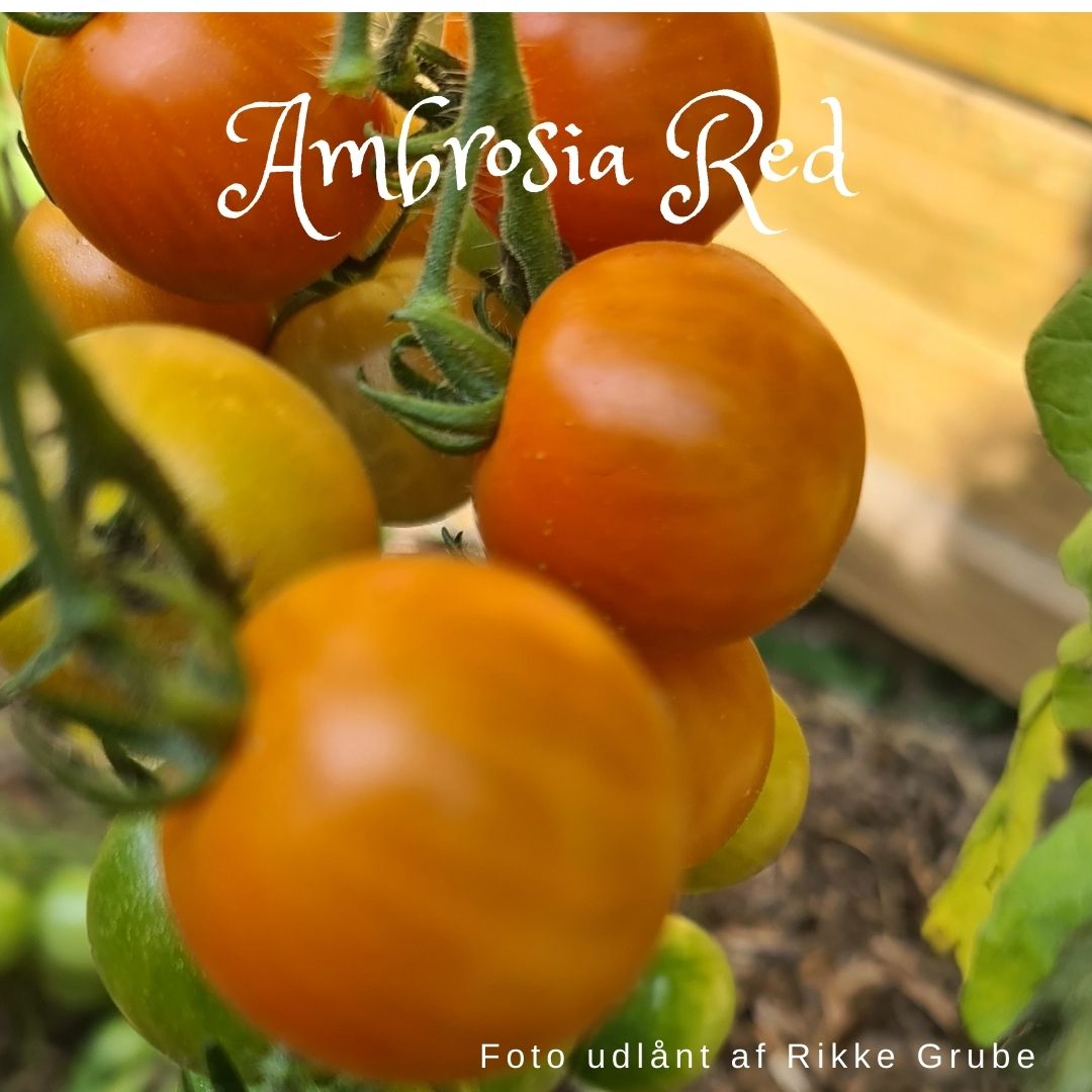 Ambrosia Red