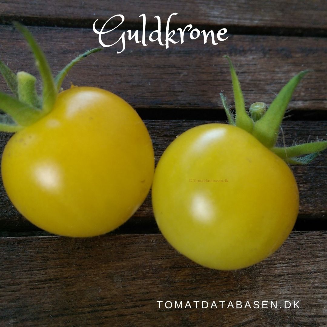 Guldkrone