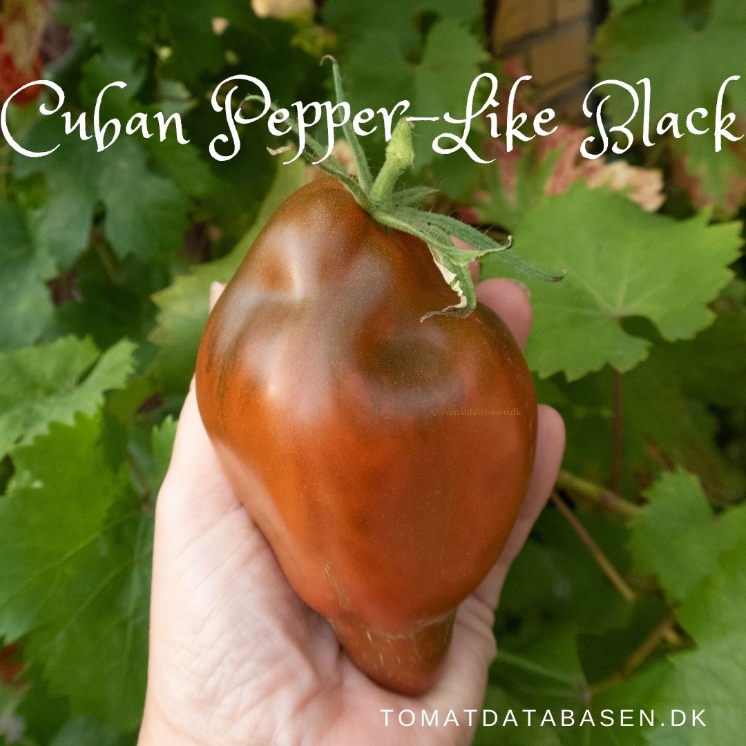 Cuban Pepper-Like Black