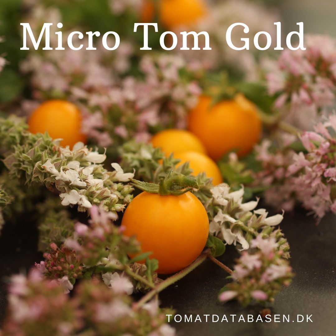 Micro Tom Gold