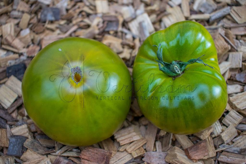 Marmande Verte