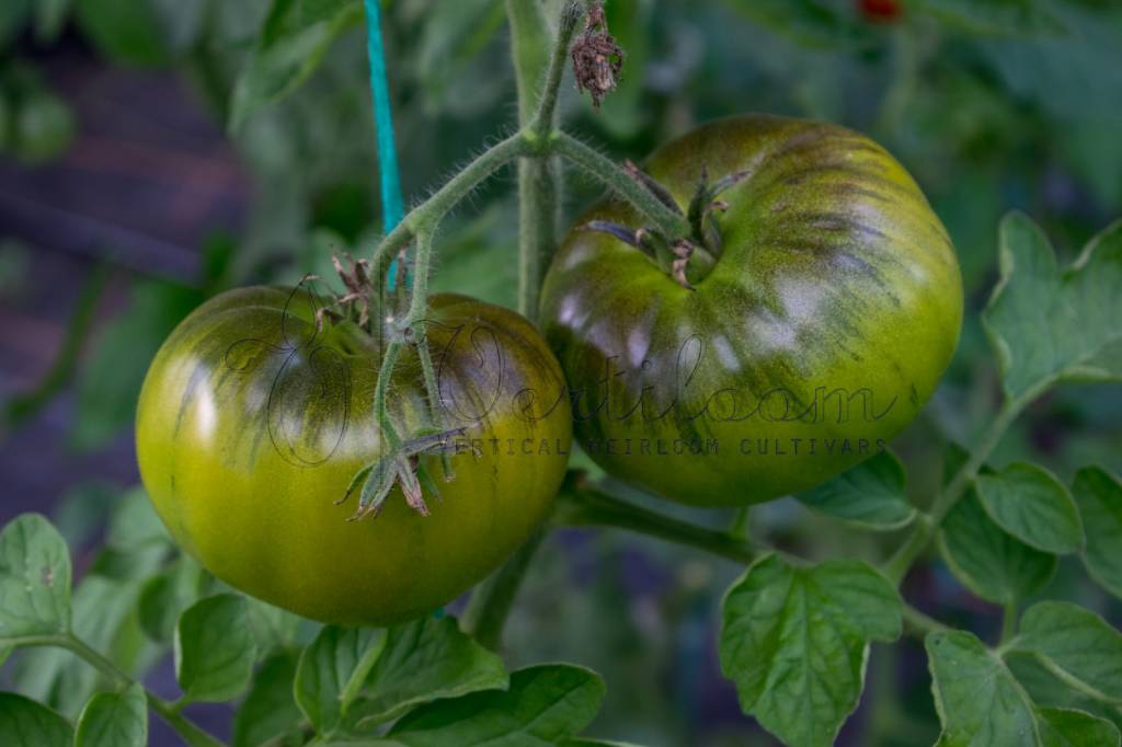 Marmande Verte