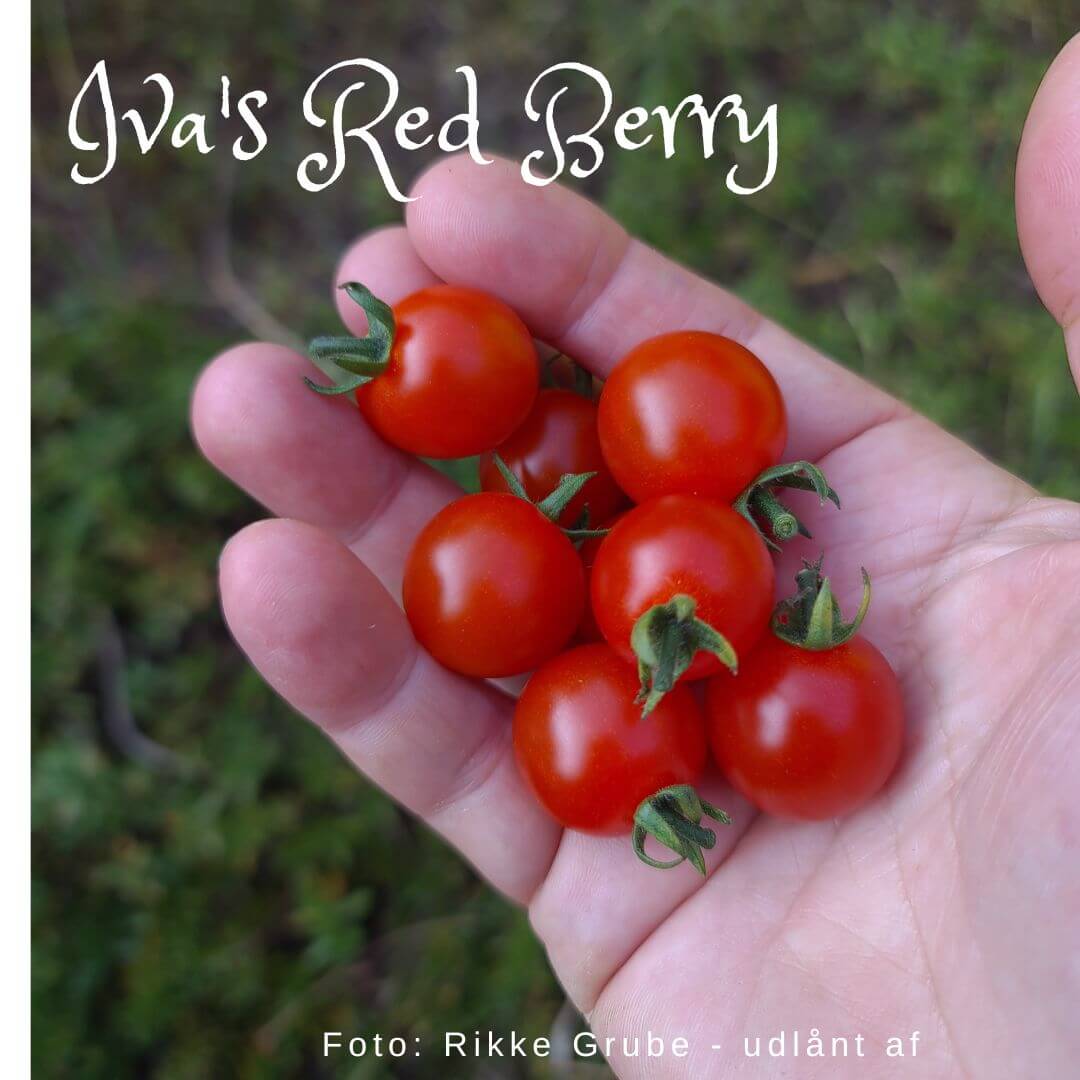 Iva's Red Berry