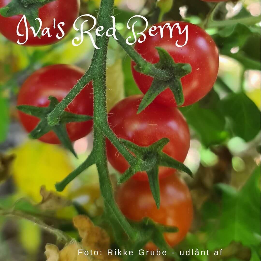 Iva's Red Berry