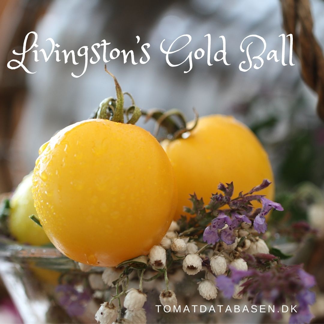 Livingston’s Gold Ball