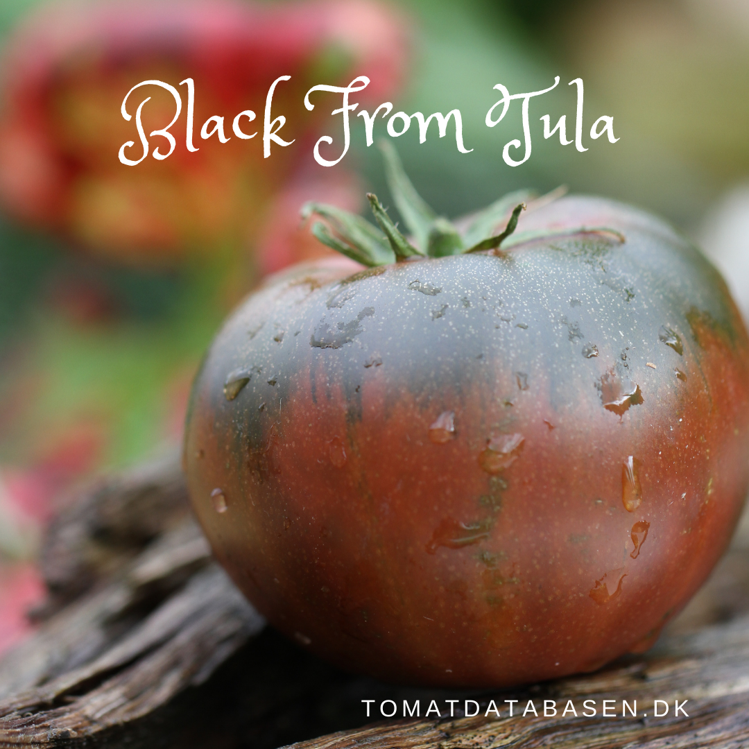 Black from Tula