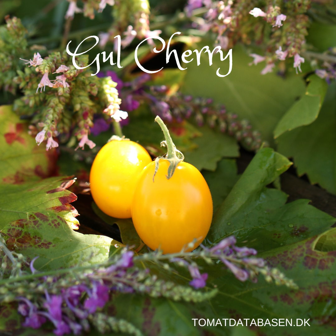 Toftegaards gule cherry