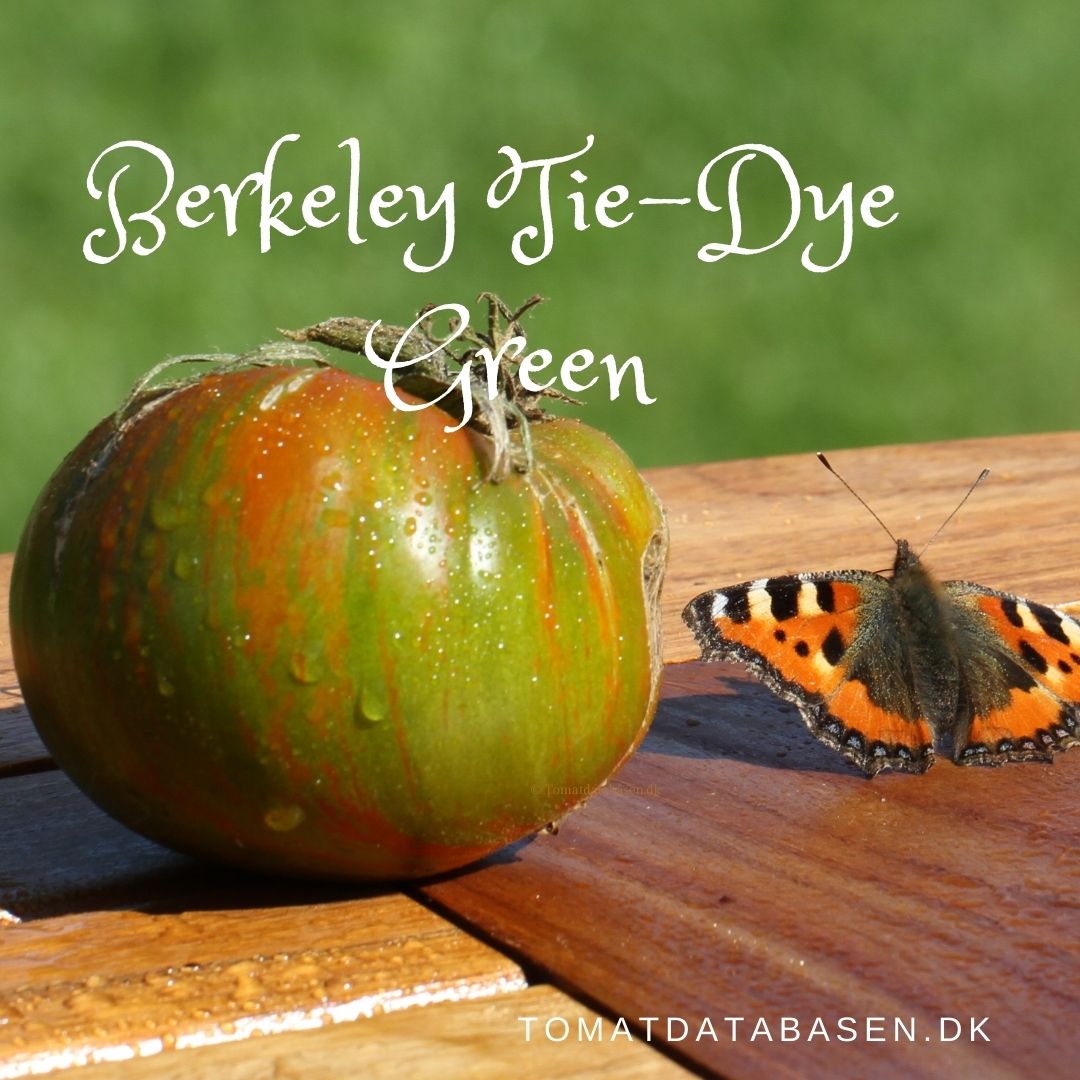 Berkeley Tie-Dye Green