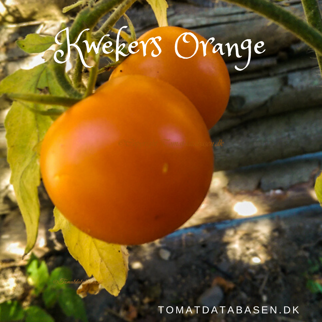 Kwekers Orange