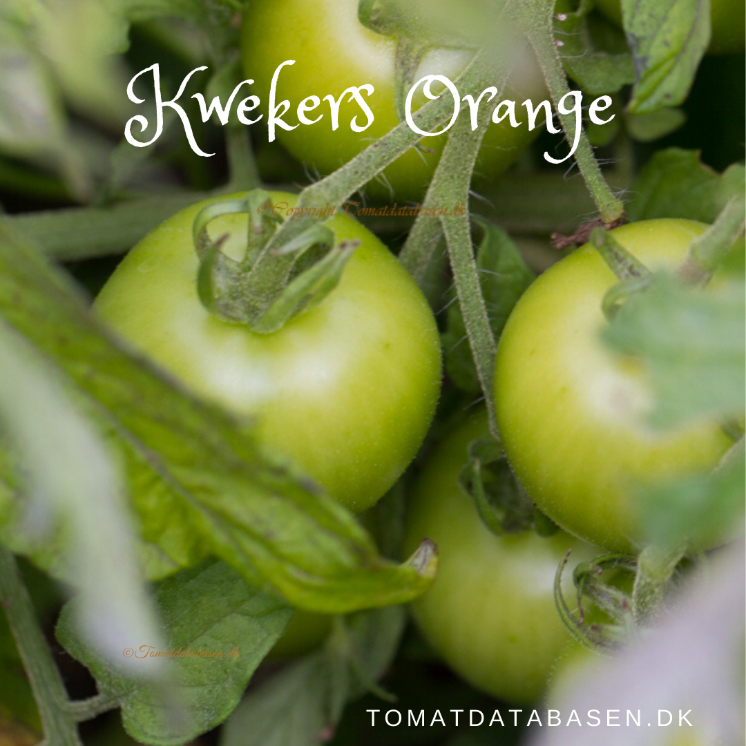 Kwekers Orange