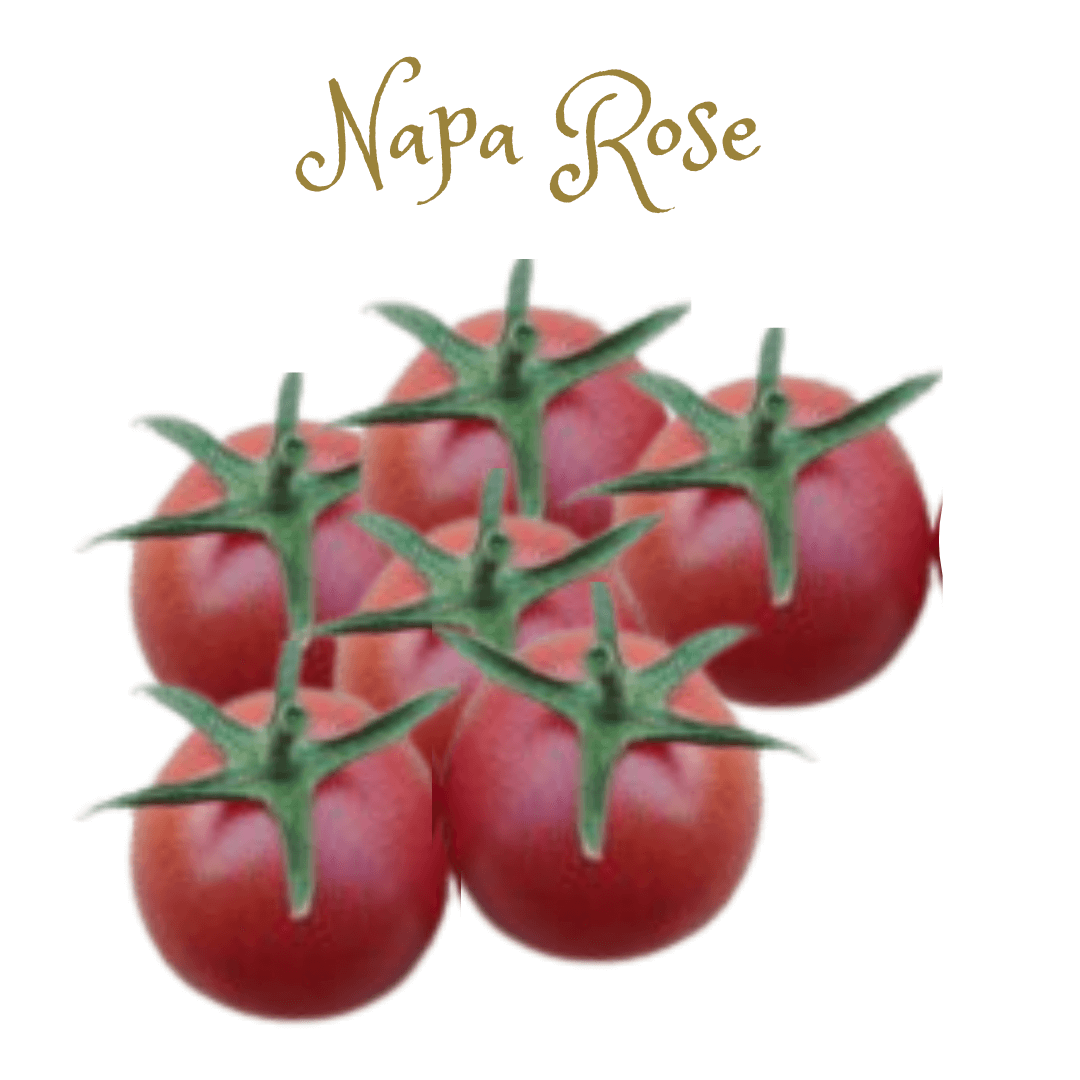 Napa Rose