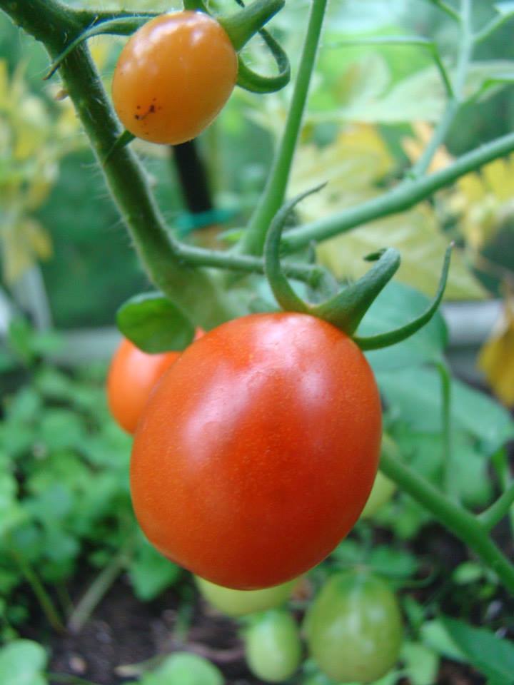 *Anjas Thai Tomat