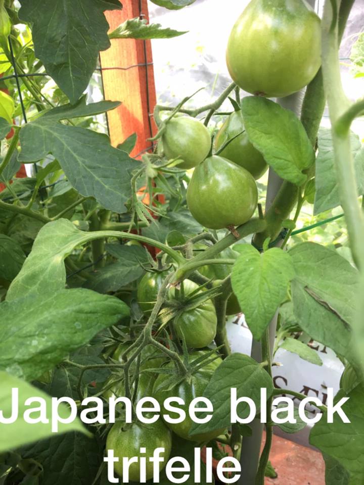 Japanese Trifele Black