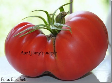 Aunt Ginnys Purple