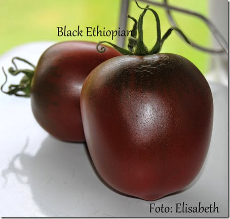 Black Ethiopia