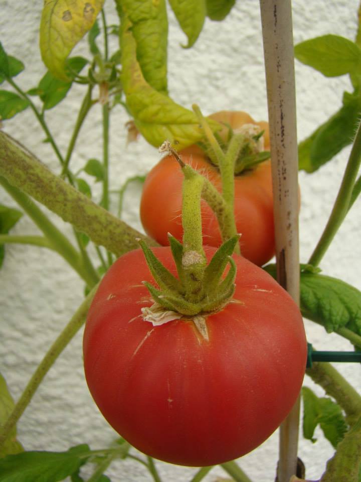 Gigant Tree Tomato