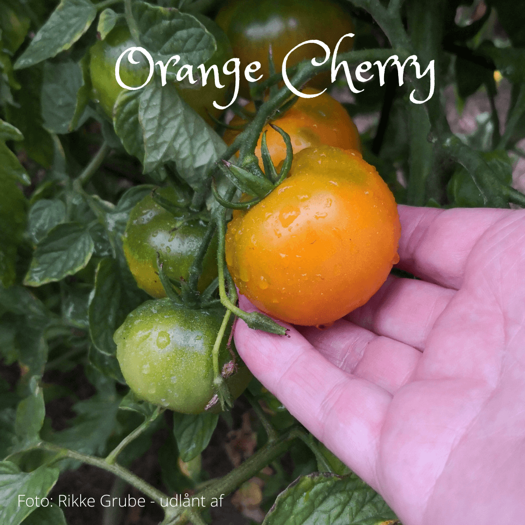Orange Cherry