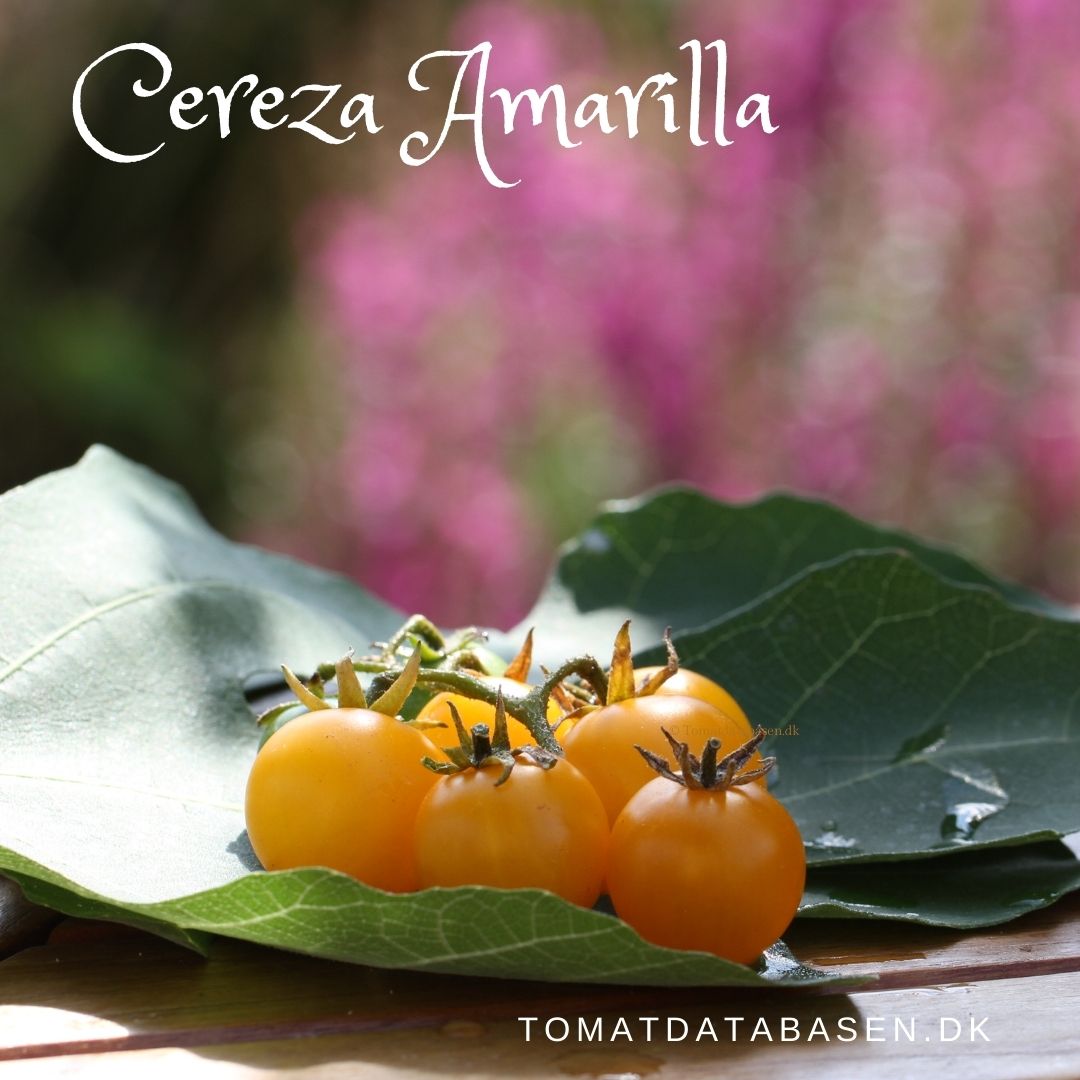 Cereza Amarilla