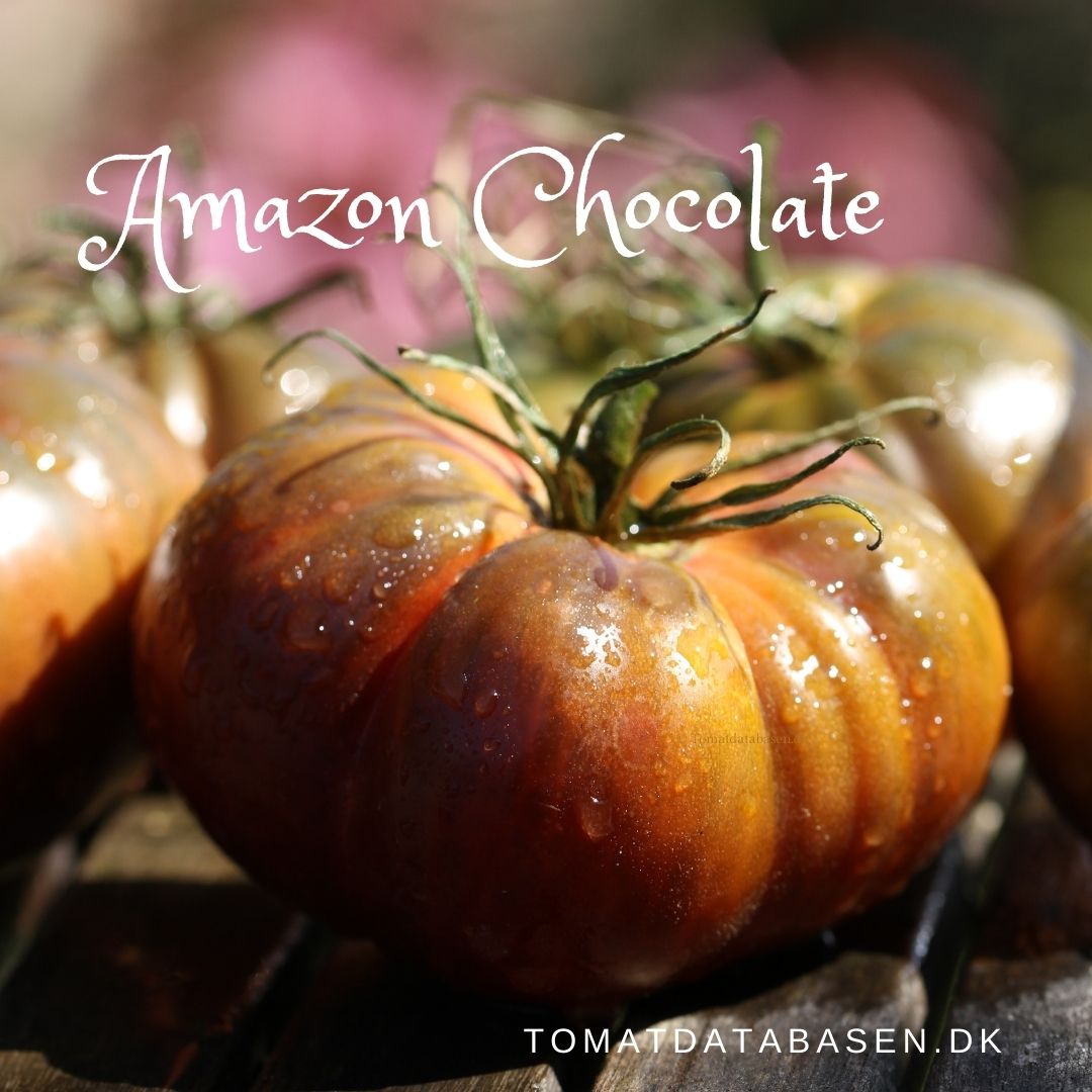 Amazon Chocolate