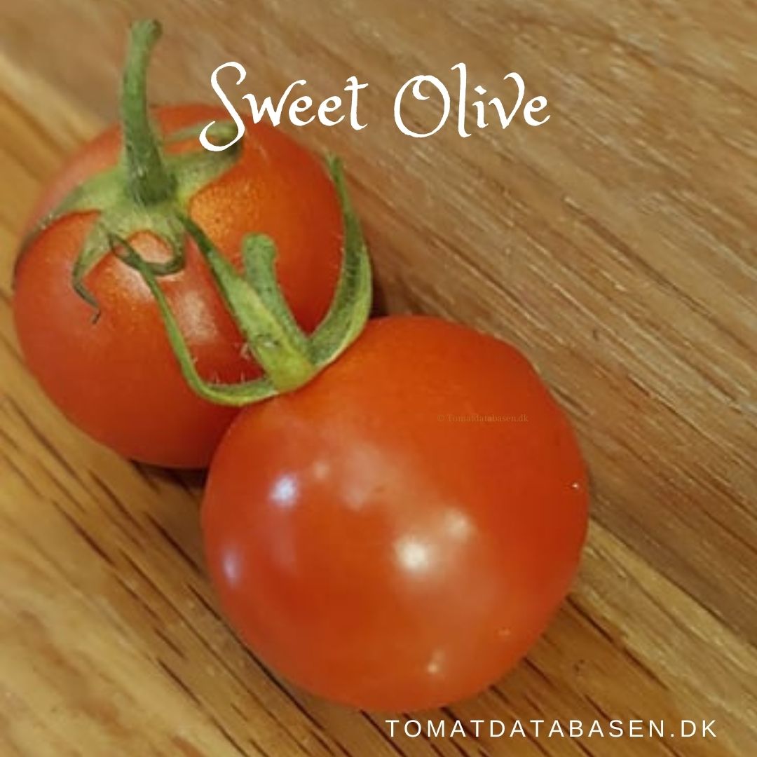 Sweet Olive F1