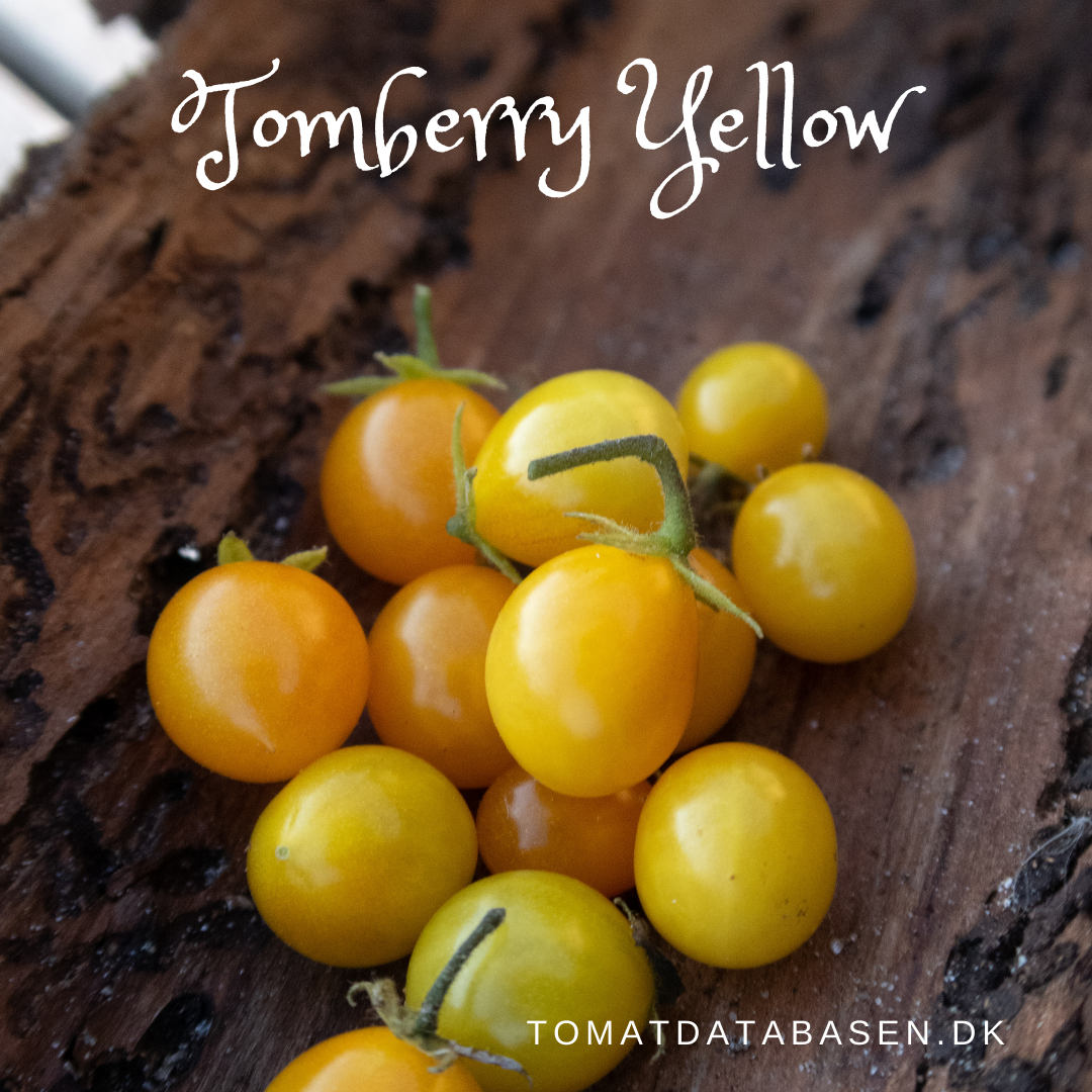 Tomberry Yellow  (Fx)
