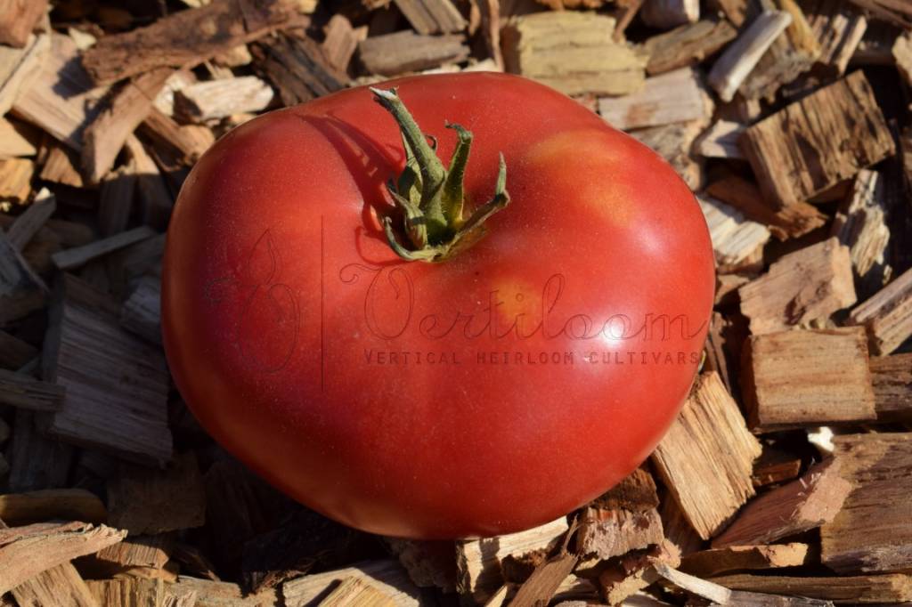 Tibet Apple