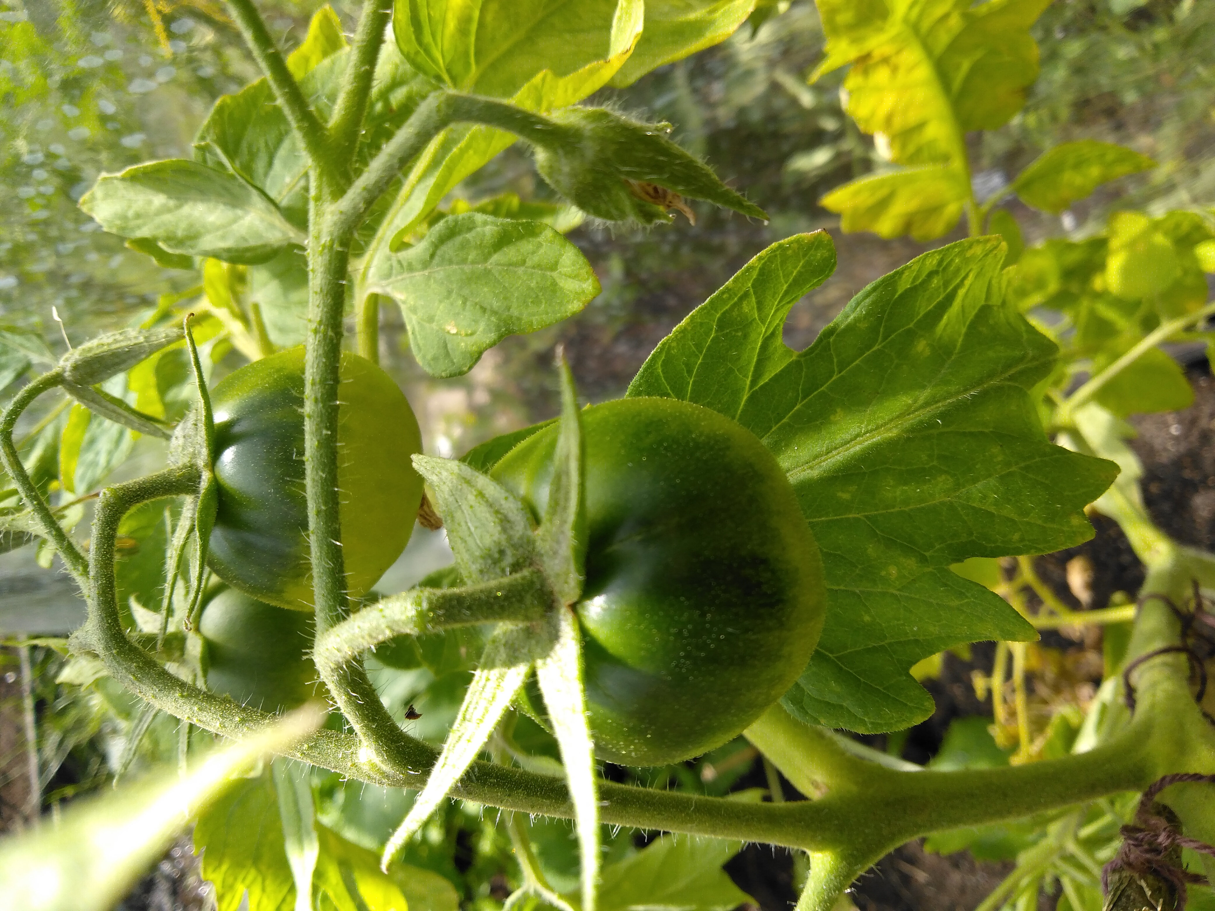 Tibet Apple