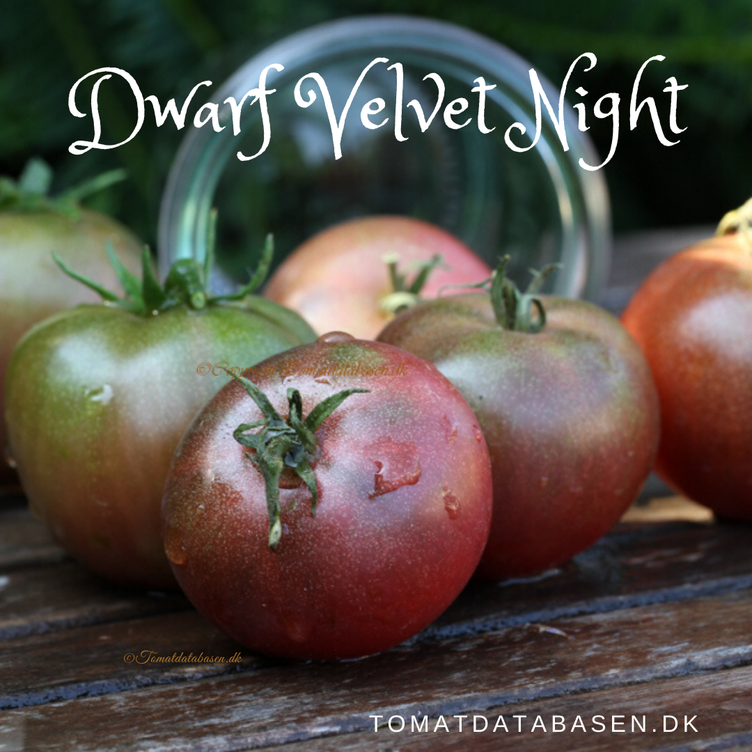 Dwarf Velvet Night