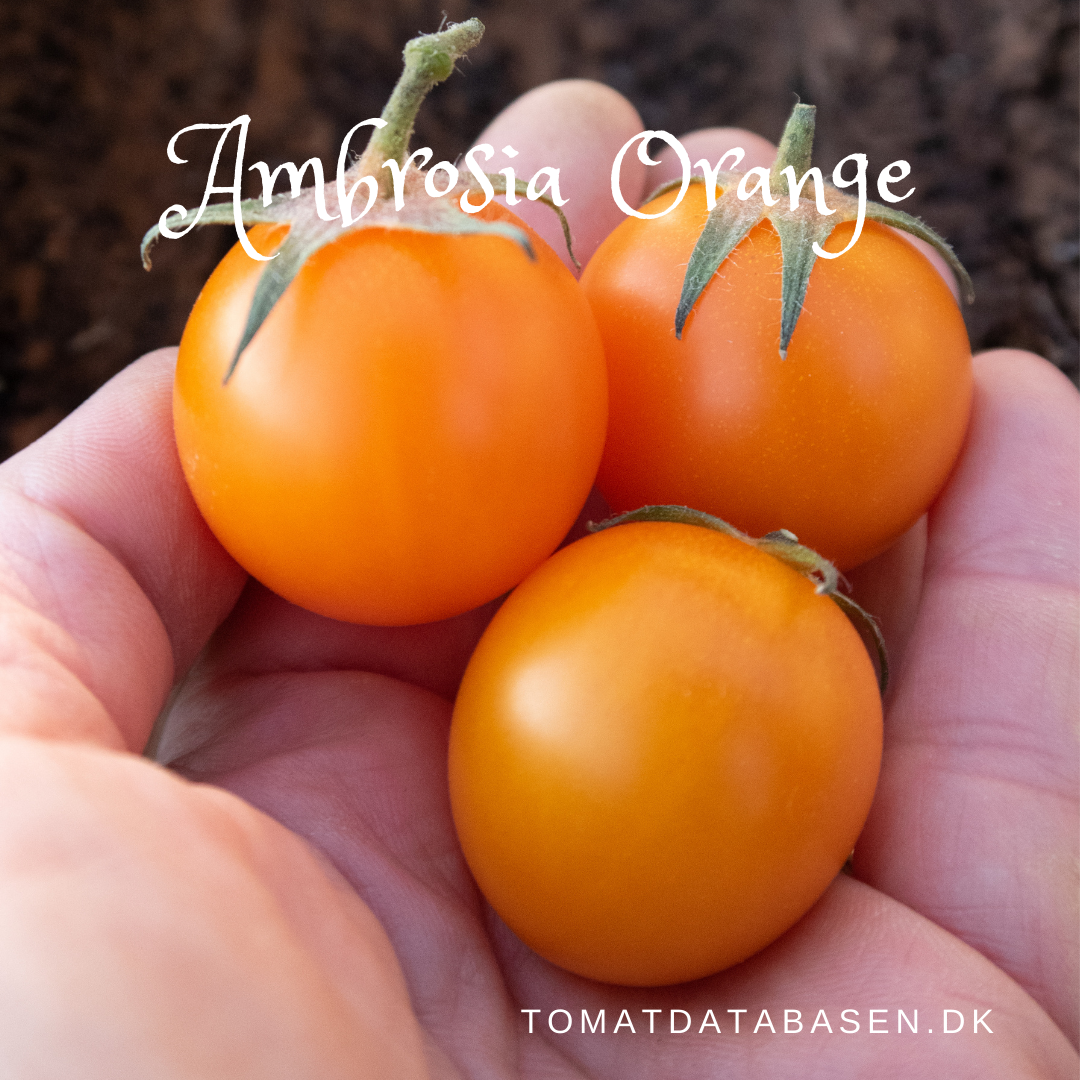 Ambrosia Orange
