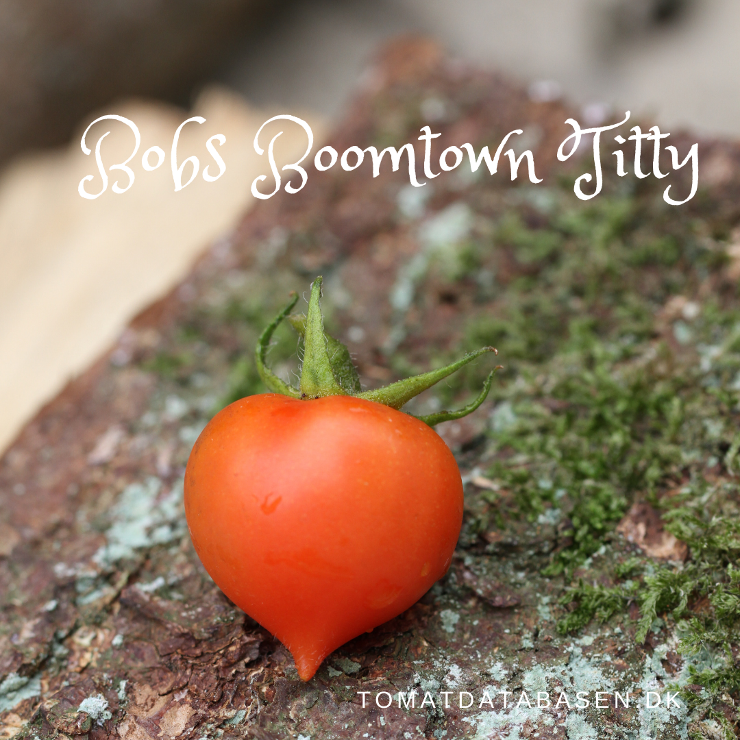Bobs Boomtown Titty
