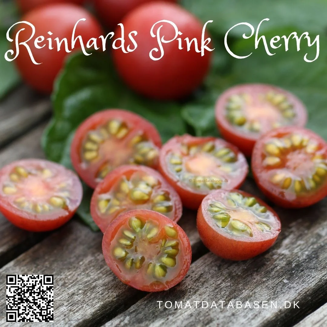 Reinhards Pink Cherry