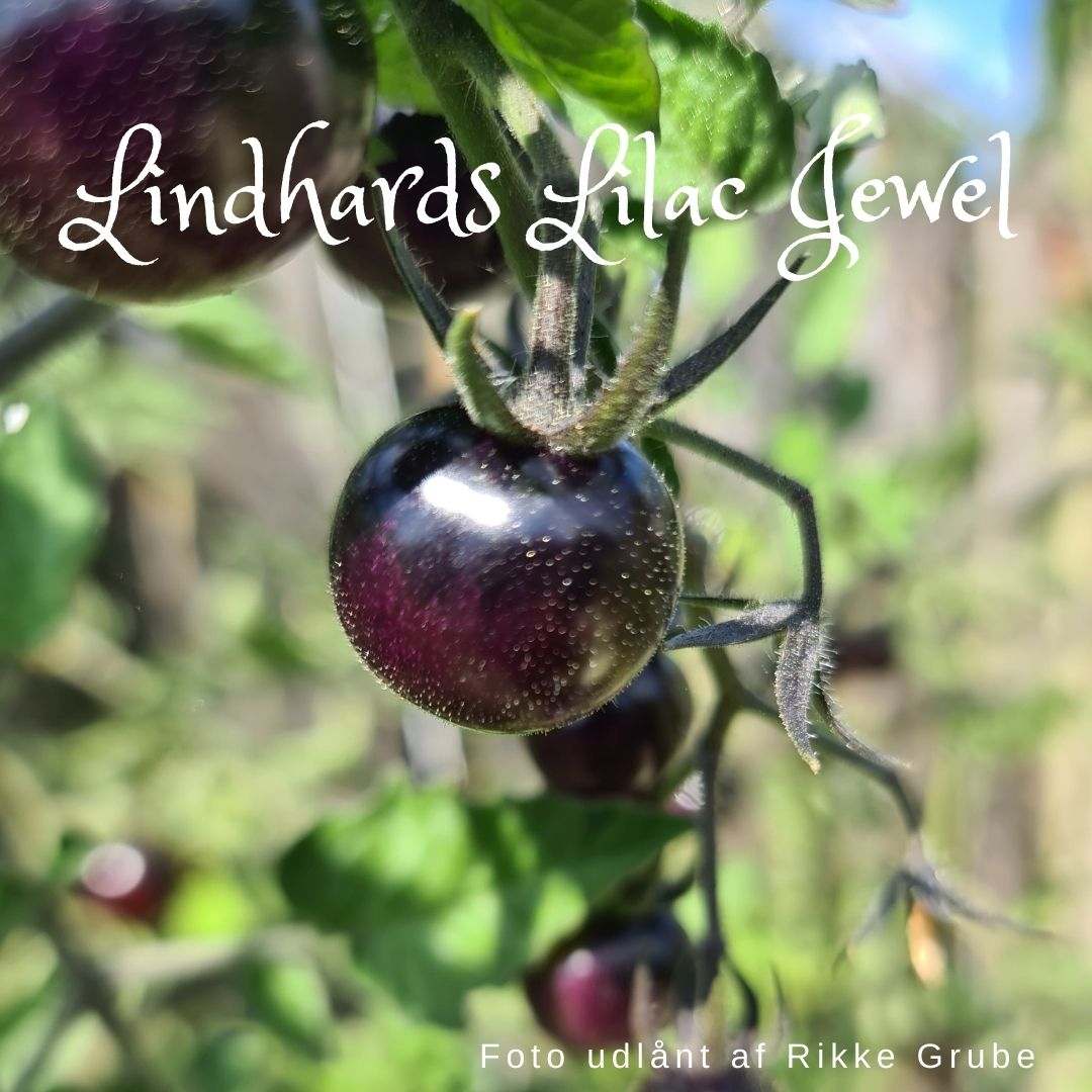 Lindhard´s Lilac Jewel