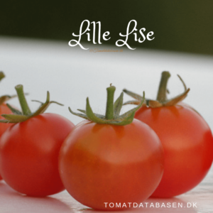 Lille Lise micro tomatsort
